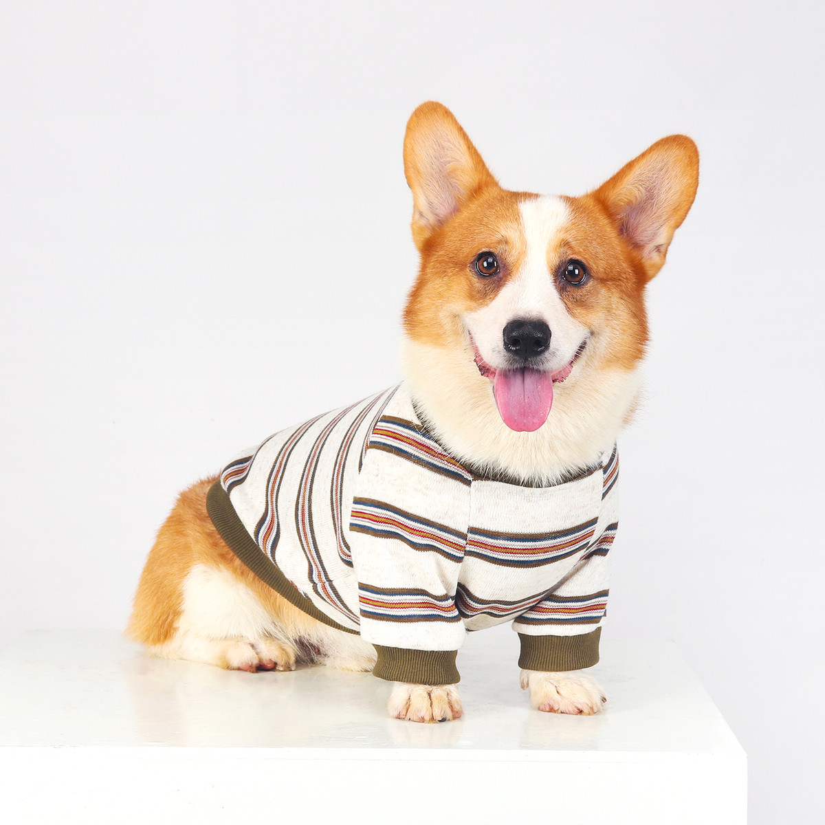 柯基衣服2025春秋新款两脚衣宠物狗狗雪纳瑞柴犬中小型犬条纹卫衣