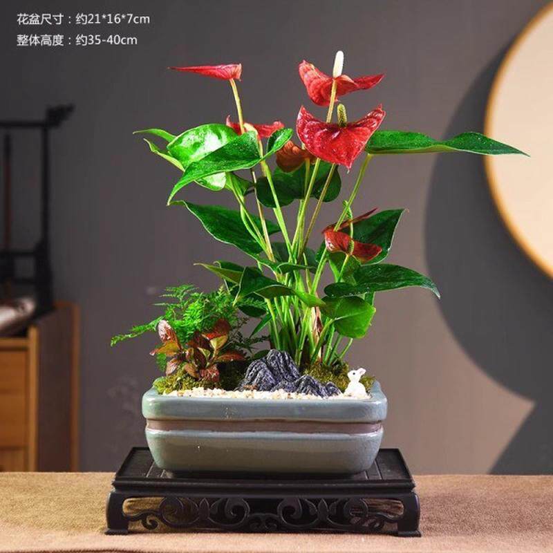 樊韵君子兰盆栽室内花卉桌面绿植盆景植物开业花年宵乔迁礼品兰花