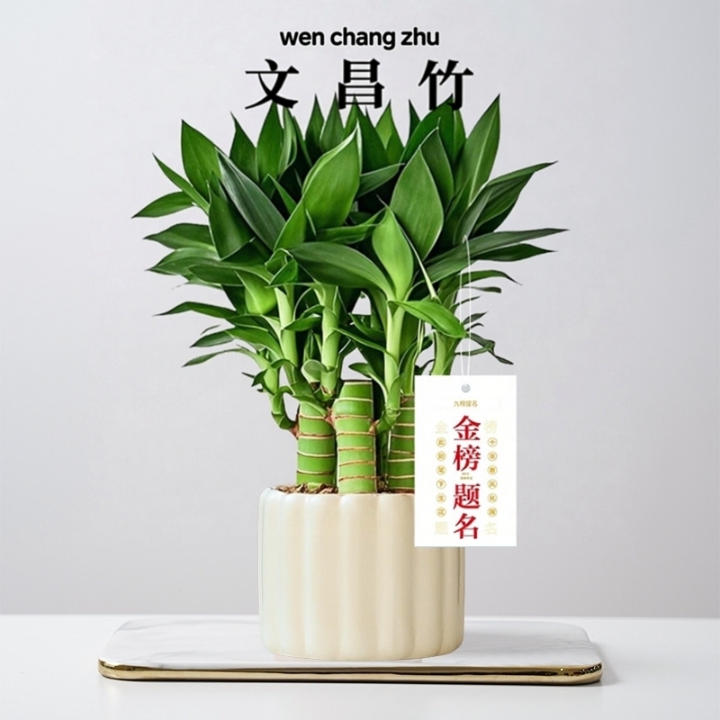 文昌竹富贵竹带根金榜题名