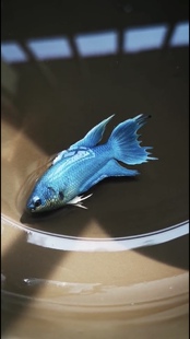 无纹蓝游龙中国斗鱼活鱼免打氧淡水鱼苗观赏鱼耐活好养懒人冷水鱼