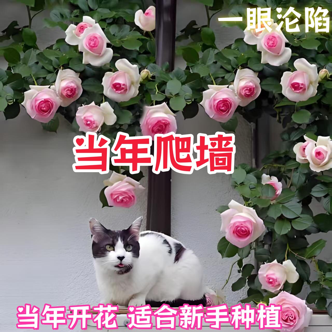 花墙拱门四季开花耐热耐晒抗病强