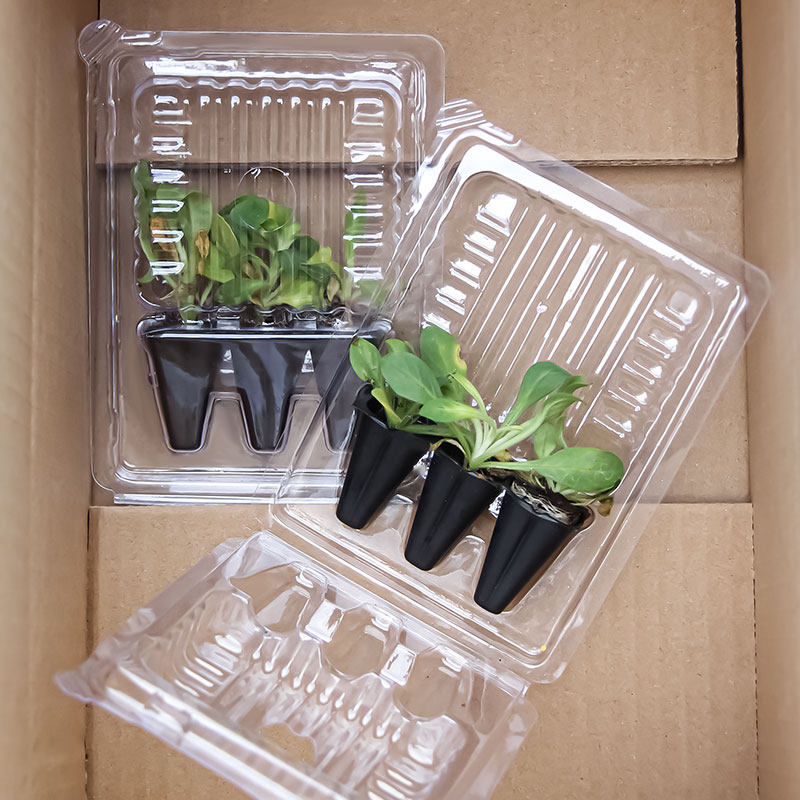 200花苗包装盒种苗运输保护盒三颗穴苗包装盒50穴花苗吸塑泡壳盒