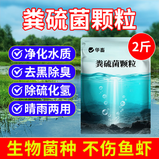 华畜粪硫菌水产养殖专用分解淤泥底泥生物改底硫化氢鱼虾净水质DB