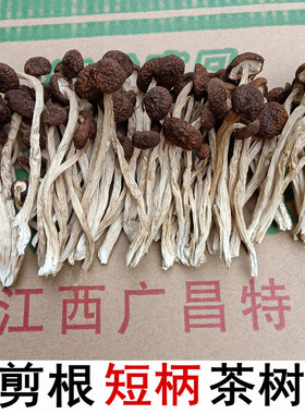 江西广昌半野生不开伞茶树菇新鲜蘑菇短柄细嫩茶薪菇香菇干货500g