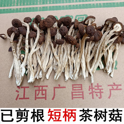 江西剪脚短柄新鲜干茶树菇不开伞
