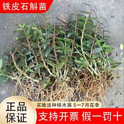 正宗雁荡山红杆铁皮石斛苗枫斗苗盆栽驯化苗兰花苗石斛种苗绿植