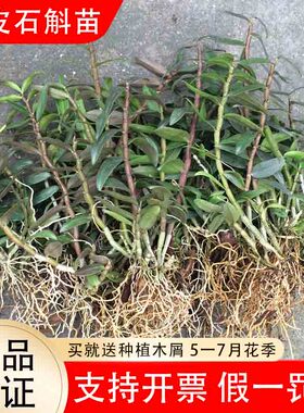 正宗雁荡山红杆铁皮石斛苗枫斗苗盆栽驯化苗兰花苗石斛种苗绿植
