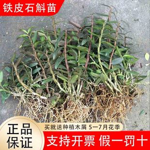 正宗雁荡山红杆铁皮石斛苗枫斗苗盆栽驯化苗兰花苗石斛种苗绿植