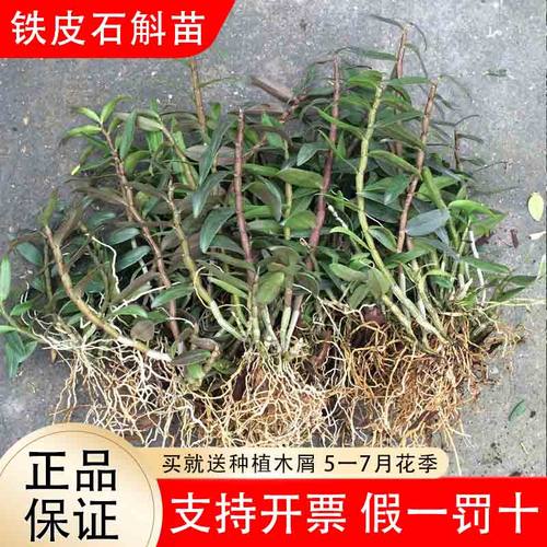 正宗雁荡山红杆铁皮石斛苗