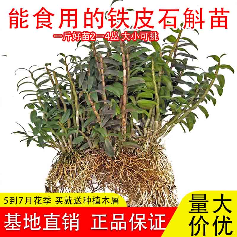 红杆铁皮石斛苗绿植小盆栽