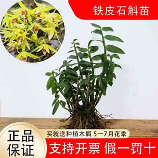 正宗雁荡山红杆铁皮石斛苗可食用枫斗苗盆栽驯化苗兰花苗石斛种苗
