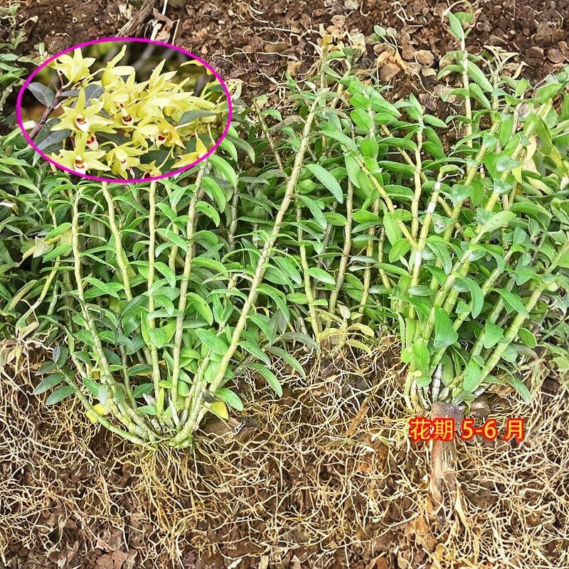 可食用铁皮石斛苗盆栽5一7月开花发芽正宗红杆铁皮枫斗苗新鲜花苗