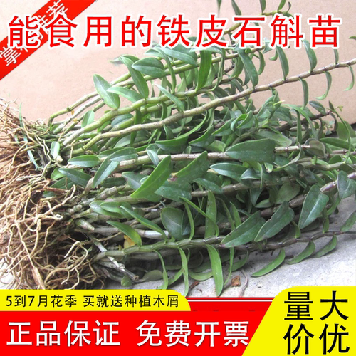 可食用红杆铁皮石斛苗