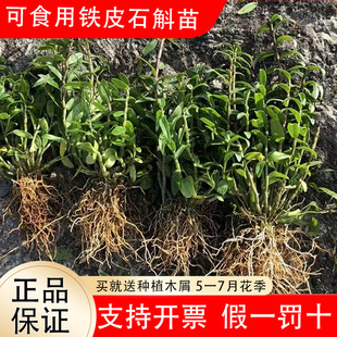 正宗雁荡山红杆铁皮石斛苗可食用枫斗苗盆栽驯化苗兰花苗石斛种苗