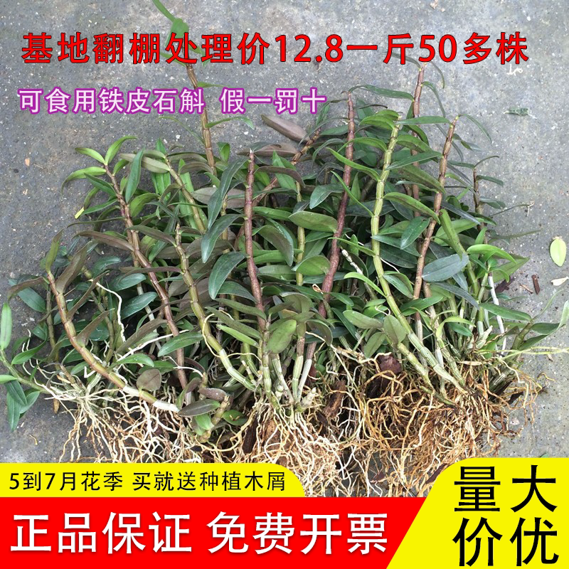可食用红杆铁皮石斛苗