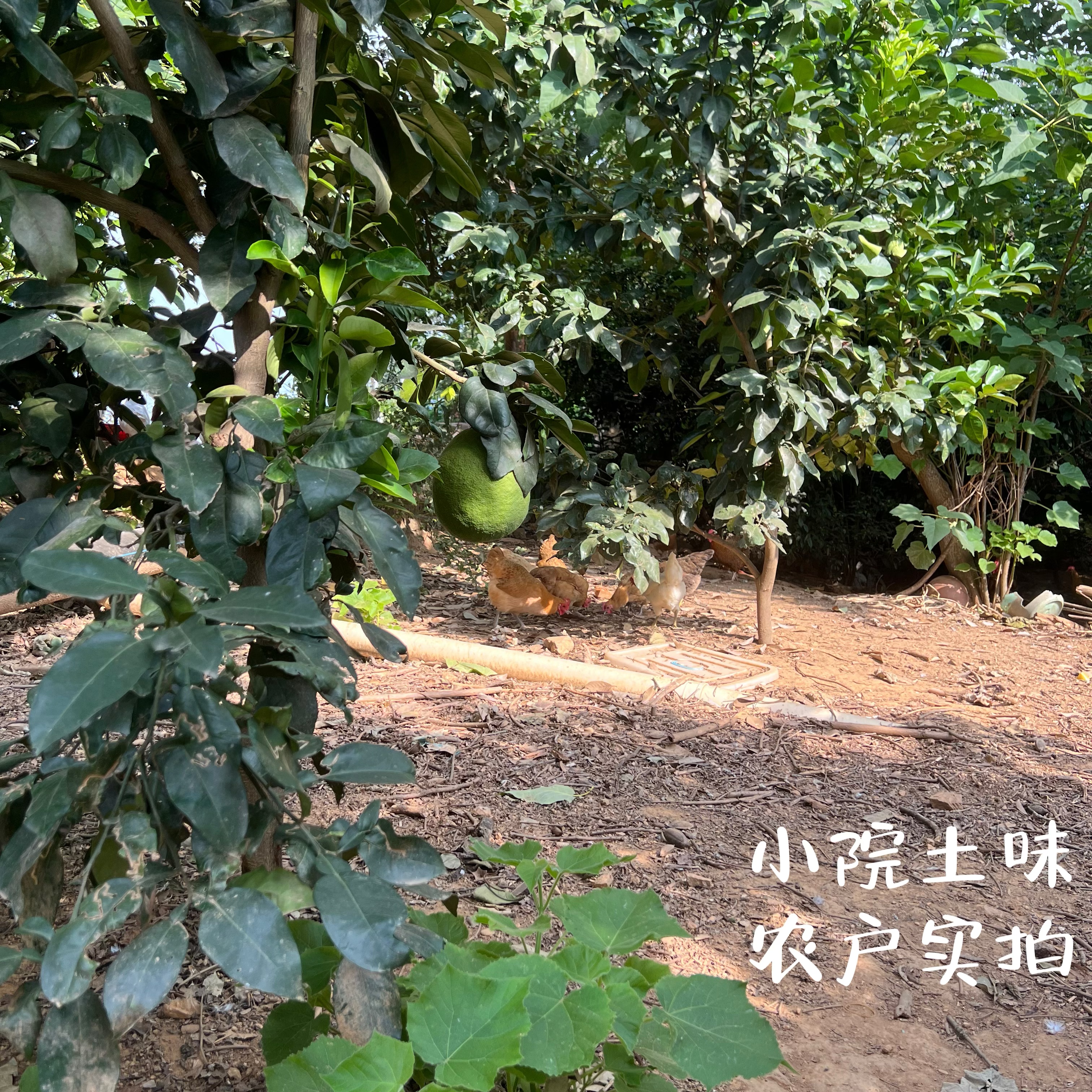 老母鸡土鸡农家散养走地鸡草鸡农乳鸽