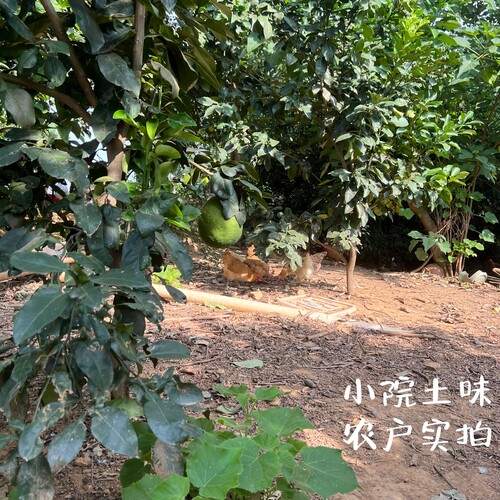 老母鸡土鸡农家散养走地鸡草鸡农村笨柴鸡整只装新鲜现杀正宗土鸡