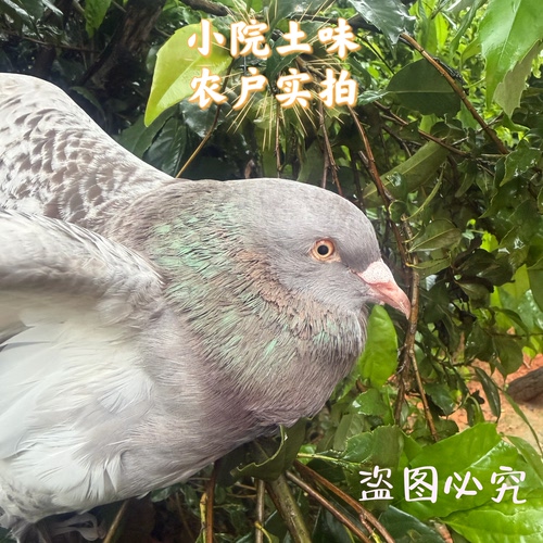 新鲜现杀江西农家散养正宗土乳鸽子肉乳鸽鲜活炖汤2只顺丰包邮