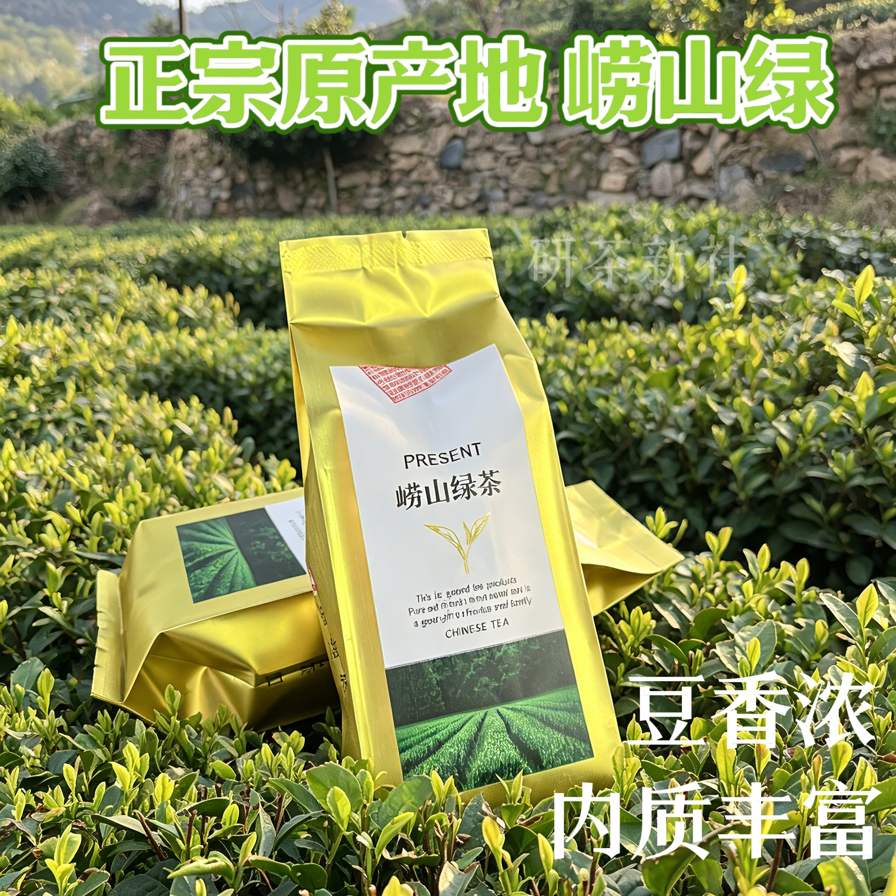 青岛特产崂山绿茶特级500g新茶散茶口粮茶原产地豆香耐泡一级茶叶