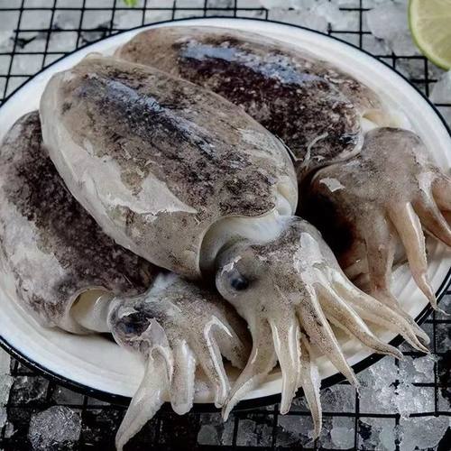 【大陈海鲜】正宗小船捕捞墨鱼，新鲜冷冻
