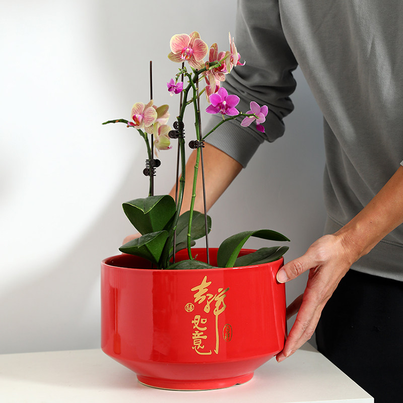 陶瓷花盆大红色中国风新年金色喜庆轻奢蝴蝶兰专用君子兰套盆兰花
