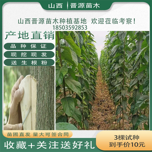 杜仲树苗药用苗木杜仲树盆栽地栽野生杜仲树苗绿化树苗杜仲树包邮