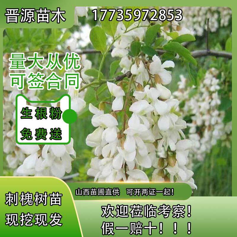 洋槐树苗洋槐花树刺槐树槐树苗槐花树苗槐树花苗可以食用工程绿化
