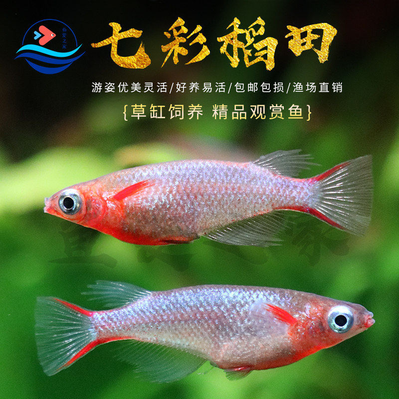 七彩稻田鱼观背七彩霓虹稻田鱼小型热带鱼淡水鱼观赏鱼梦幻活体鱼
