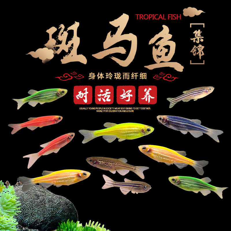 大号荧光斑马小型热带淡水鱼观赏鱼混养鱼红绿灯科鱼缸活体小鱼苗