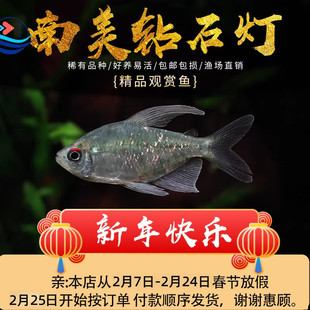 南美钻石灯鱼草缸小型鱼热带观赏鱼灯科鱼活体鱼易饲养群游杂食鱼