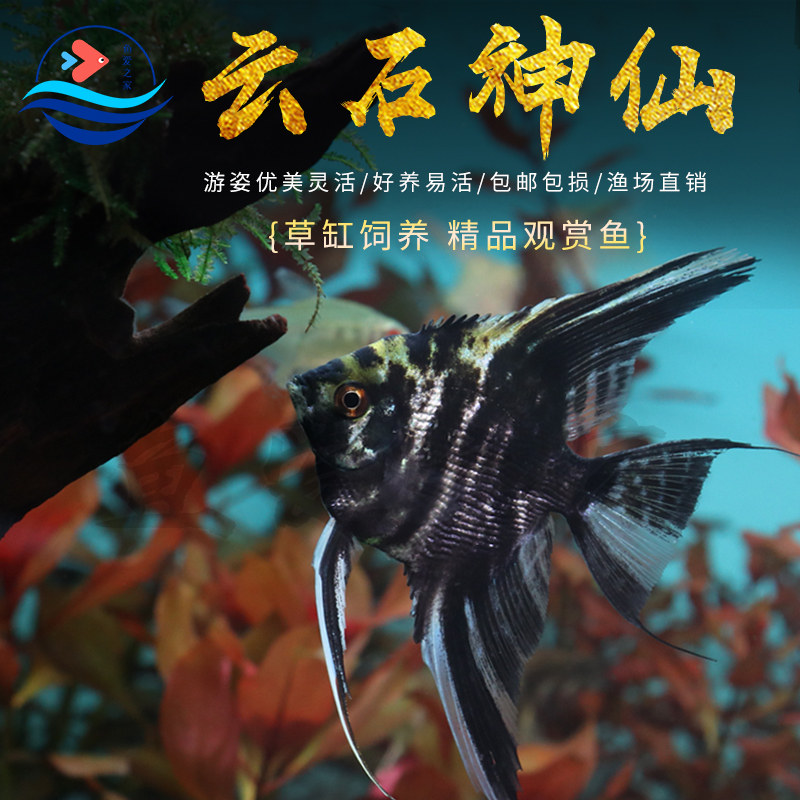 云石神仙鱼草缸新手活体宠物鱼
