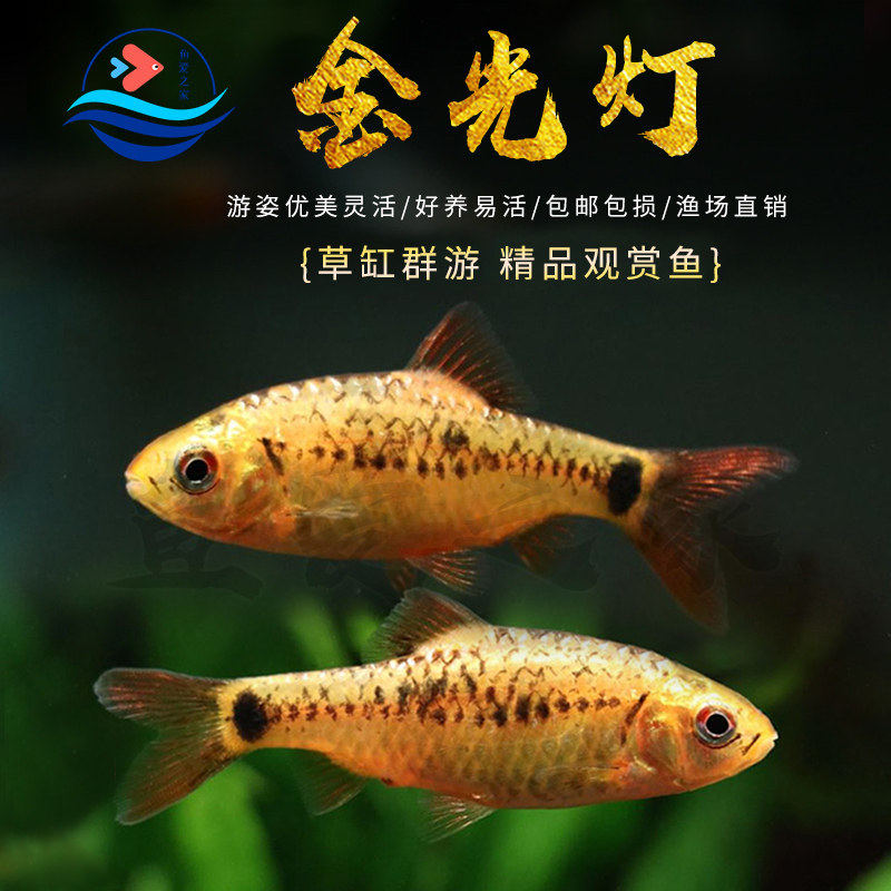 金光灯鱼红绿灯科鱼小型鱼淡水鱼热带鱼新手好养观赏鱼水族活体鱼