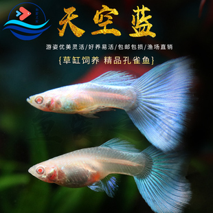 天空蓝白孔雀鱼热带观赏鱼活体胎生孕母凤尾鱼淡水耐活小型宠物鱼