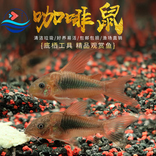 咖啡鼠鱼大号青铜鼠底栖鱼清理饲料残渣中小型热带鱼缸清洁老鼠鱼