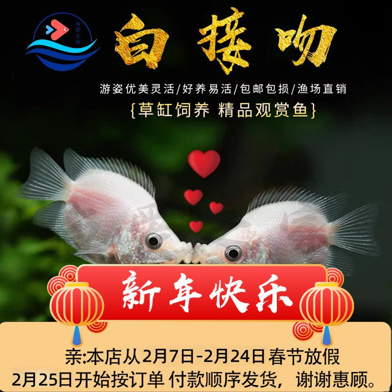 接吻鱼热带观赏鱼淡水活体鱼苗混养耐活小型热带鱼亲嘴鱼宠物小鱼