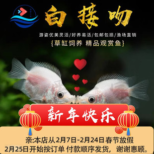 接吻鱼热带观赏鱼淡水活体鱼苗混养耐活小型热带鱼亲嘴鱼宠物小鱼
