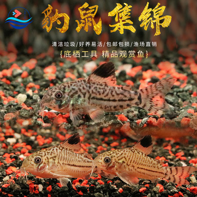 三线豹鼠茉莉豹鼠底栖清洁工具鱼