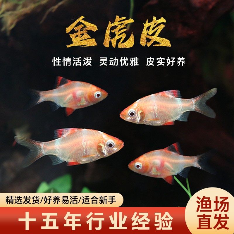 虎皮鱼金虎皮蓝皮热带鱼观赏鱼小型活体鱼新手好养宠物鱼群游鱼,宠物/宠物食品及用品,鱼,淘宝优惠券,粉丝福利购,淘宝优惠卷