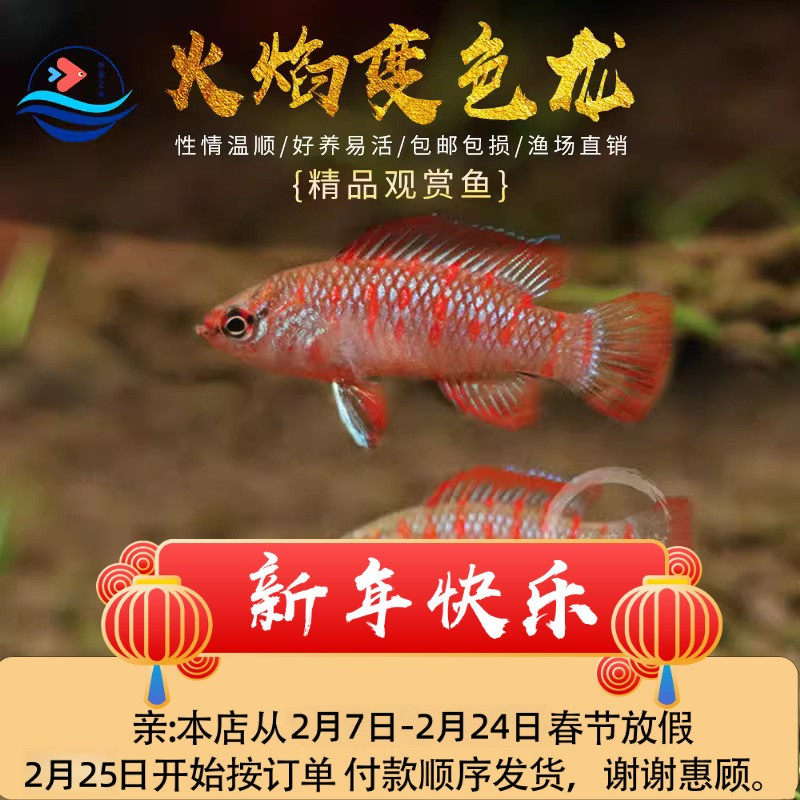 火焰变色鱼活体龙鱼淡水小型灯科鱼好养热带观赏鱼可混养群游鱼苗