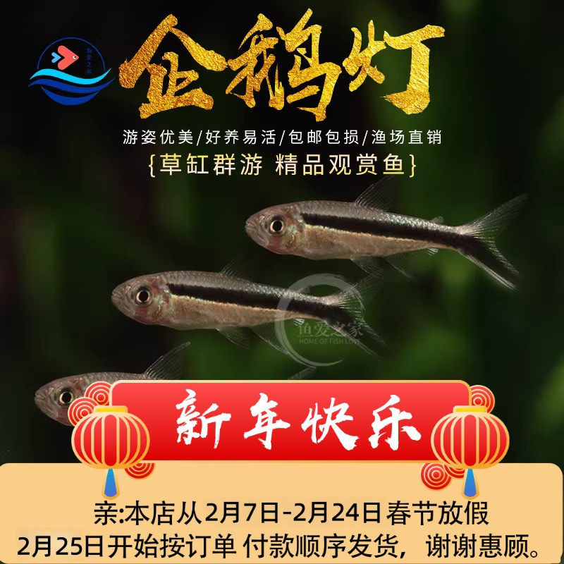 企鹅灯鱼拐杖灯鱼水草缸热带观赏群游鱼小型淡水鱼灯科鱼活体包邮