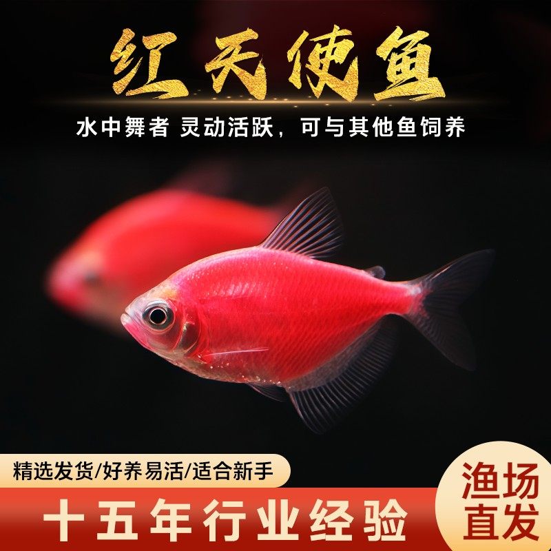 红天使观赏鱼大号群游懒人小型淡水好养耐活天使鱼老虎热带鱼鱼苗,宠物/宠物食品及用品,鱼,淘宝优惠券,粉丝福利购,淘宝优惠卷
