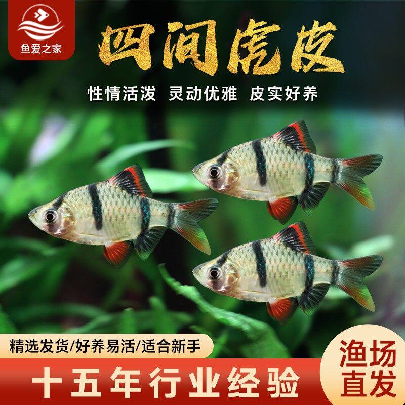 四间虎皮鱼观赏鱼热带鱼金虎蓝虎群游鱼苗好养耐活鱼淡水鱼