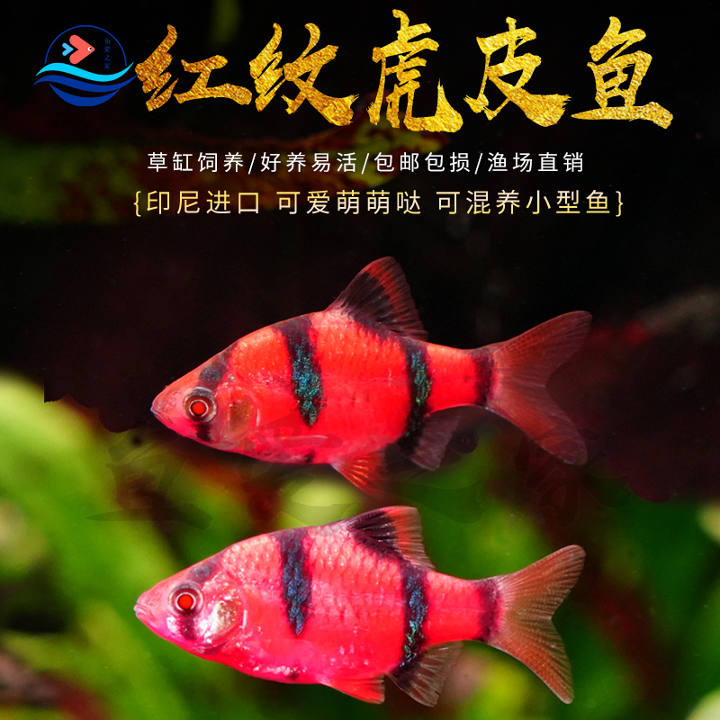 红纹虎皮鱼蓝虎皮鱼金虎皮荧光
