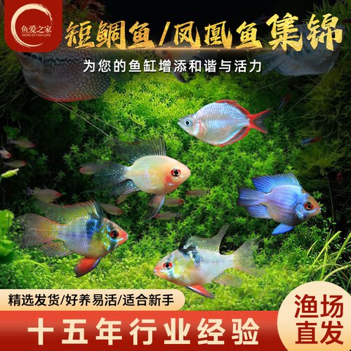 金波子鱼蓝波子阿凡达热带观赏鱼
