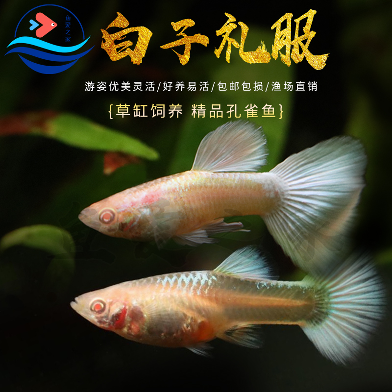 白子礼服孔雀鱼孕母临产胎生鱼