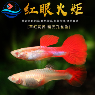 红眼火炬孔雀鱼纯种凤尾鱼直接生小鱼待产下崽狂魔胎生好养耐鱼苗