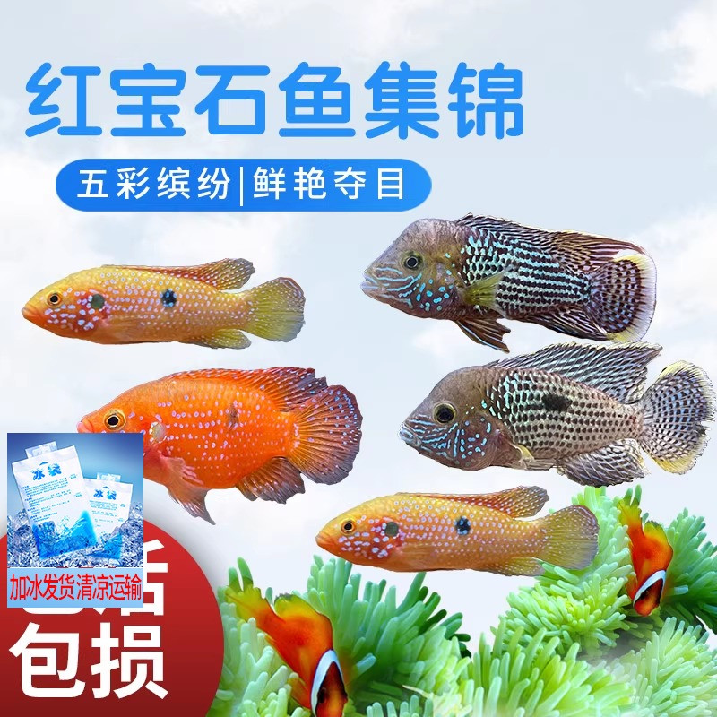 红宝石活体慈鲷大型观赏鱼