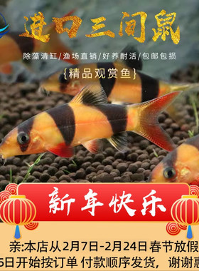 大型三间鼠鱼热带淡水活体底层清洁垃圾老鼠工具鱼进口三间鼠鱼苗
