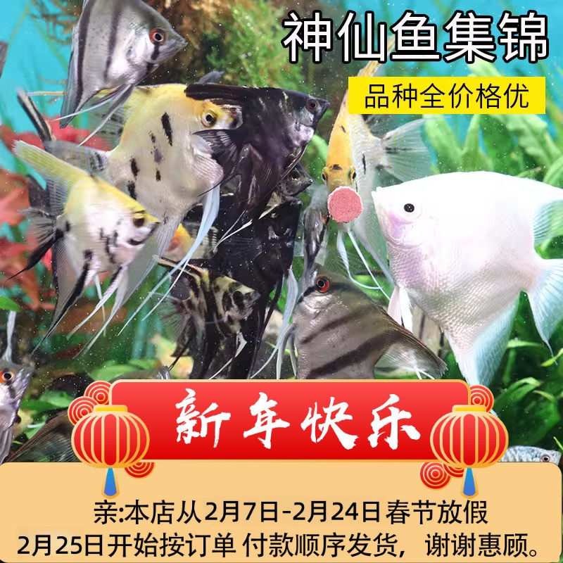 草缸燕鱼七彩神仙热带观赏鱼黑白墨燕斑马活体淡水混养耐活小型鱼