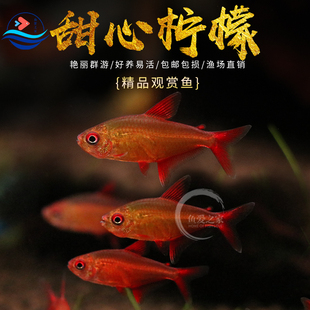 甜心柠檬鱼热带鱼巴西进口高端灯鱼热带鱼群游草缸鱼小型鱼活体鱼